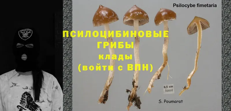 блэк спрут зеркало  магазин продажи   Ардон  Галлюциногенные грибы Psilocybe 